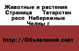  Животные и растения - Страница 8 . Татарстан респ.,Набережные Челны г.